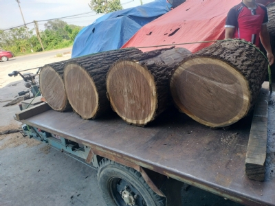 Óc chó Bắc Mỹ- chất lượng 4SC, phù hợp bóc veneer. Sẵn kho, sll. Khách cần alo bên em tư vấn và báo giá cụ thể ạ: 0988045958/0909377209