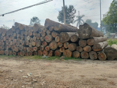 Chất đanh cứng, chắc nịch, vân đẹp- BẠCH ĐÀN BRAZIL. Giá thì chỉ bằng nửa giá tần bì. Gỗ này không mua thì mua gỗ nào các bác nhỉ? Alo để được tư vấn, chốt đơn: 0988045958/0909377209