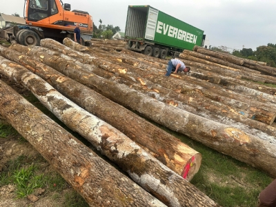 Kéo hàng khai xuân đầu năm cho khách. Mong 1 năm thuận buồm xuôi gió, mã đáo thành công. Bên em vẫn cung cấp đều và đủ các loại gỗ tự nhiên. Quý khách cần loại nào alo hotline: 0988045958/0909377209